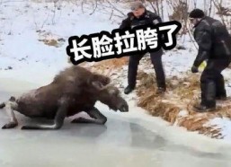拉大驴脸搞笑视频,笑料横生！搞笑视频带你领略欢乐瞬间