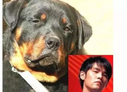 杰伦公举表情包,笑出腹肌的欢乐源泉