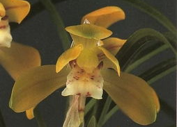 慈春兰个人资料,艺术与人生的璀璨绽放