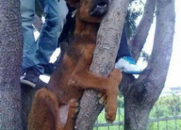 男人吊图片,吊带服饰下的独特风采