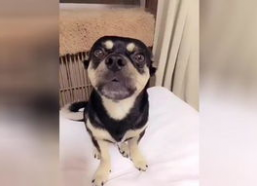 关于狗的搞笑歌曲,那些让人捧腹的狗狗搞笑歌曲盘点